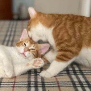Δυο γλυκά δίδυμα γατάκια, λευκά με πορτοκαλί, πλένουν το ένα το άλλο.