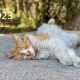Cover of a calendar featuring a sleeping cat