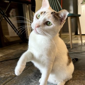 A white tabby cat with gorgeous green eyes tries to catch something.