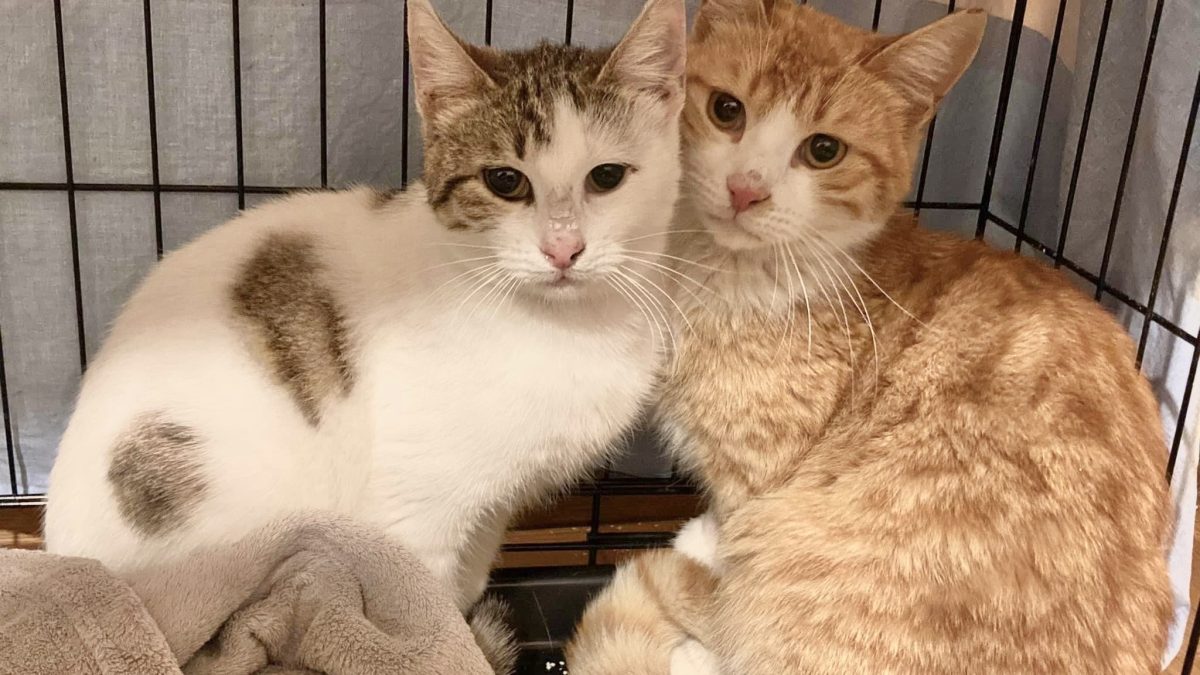 Two bonded cats looking at camera