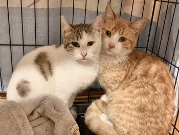 Two bonded cats looking at camera