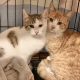 Two bonded cats looking at camera
