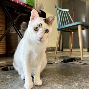 A pretty sweet white cat with tabby markings is being adorable while posing for the photographer.
