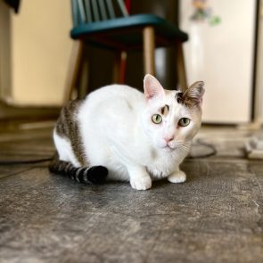 A White taby cat is standing on the floor and looks right into the camera.
