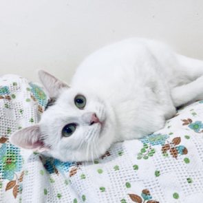 A very pretty white blue-eyed kitten lying on a bed and looking into space