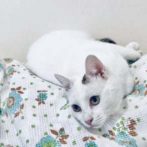 This pretty blue-eyed kitten lies on a bed and looks behind her