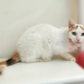 A beautiful cat, white with a calico tail and orange 'eye brows'