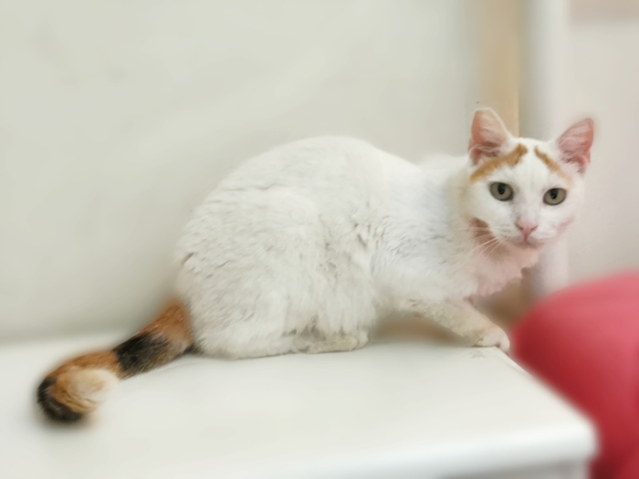 A beautiful cat, white with a calico tail and orange 'eye brows'