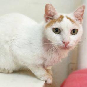 A beautiful cat looking a bit miffed at being disturbed by the camera