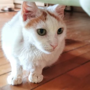 This beautiful cat is white and has markings that look like orange eyebrows.
