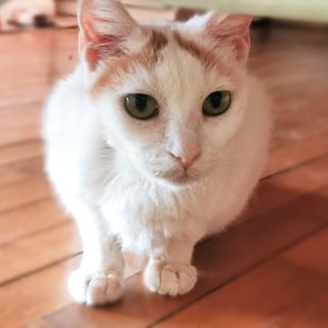 A beautiful cat, white with what appears to be orange 'eyebrows' and pretty green eyes