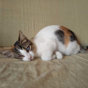 A blind kitten is curled up on a couch and poses for the camera.