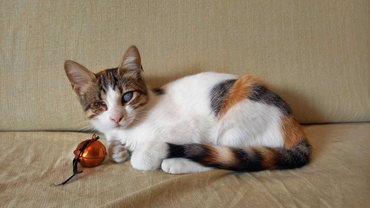 A pretty blind calico kitten is posing as if she can see right through us!