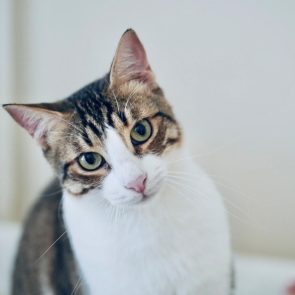 A white tabby with green eyes is posing for the camera.