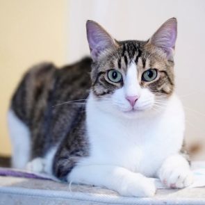A beautiful white tabby with green eyes and pink nose is posing for the camera having a serious look on his face!