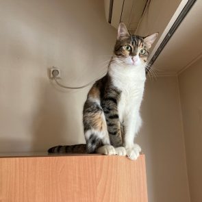 Μια πανέμορφη τρίχρωμη γάτα μάς παρατηρεί από ψηλά, όπου έχει ανέβει σε ένα καφέ έπιπλο.