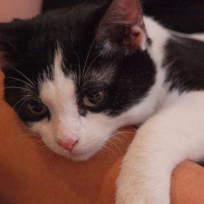 A tuxedo kitten lies on the shoulder of a human.