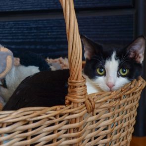An adorable tuxedo kitten is looking to us from inside a wooven basket.