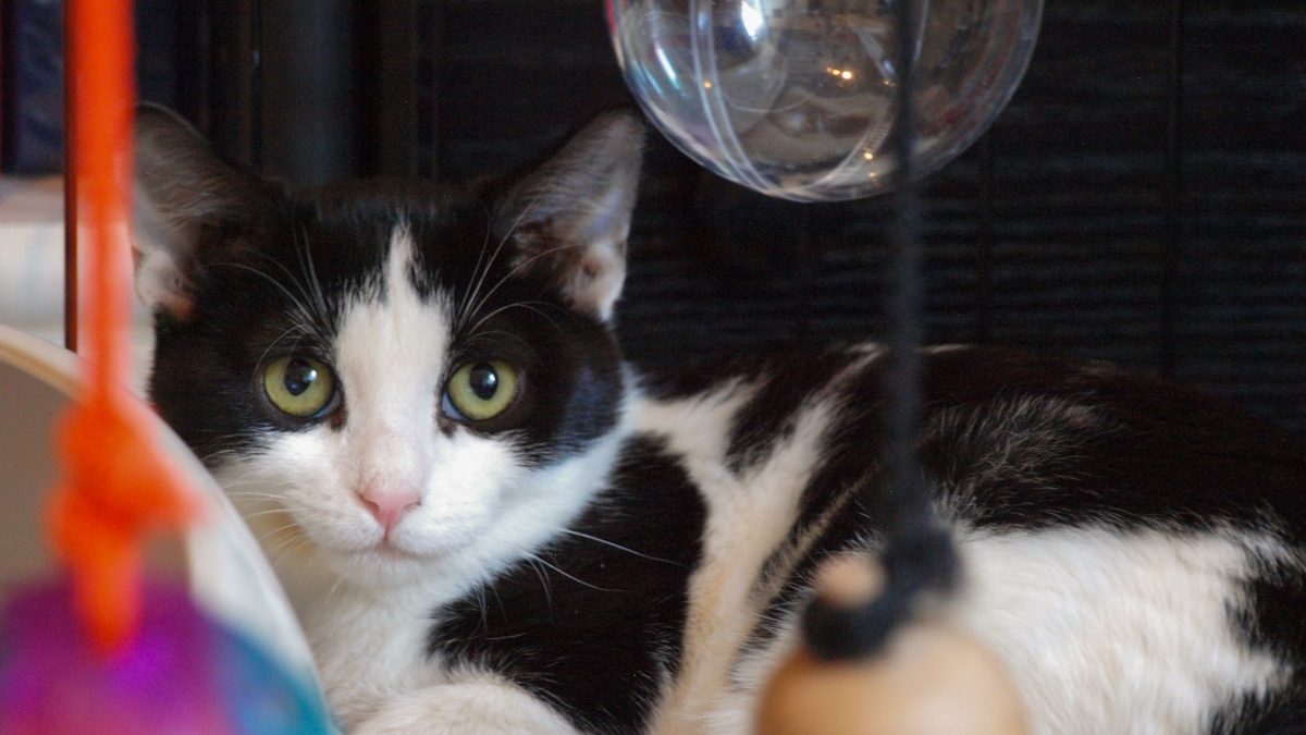 A gorgeous tuxedo kitten is posing for the camera while sitting comfortably inside a crate surrounded by toys.