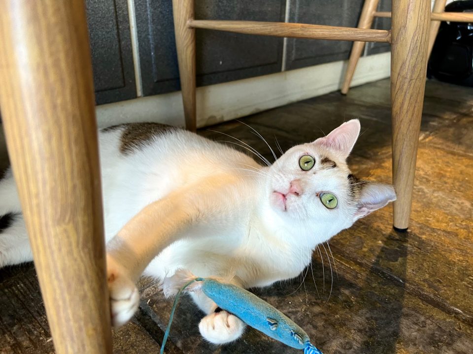 A pretty white cat with stunning green eyes is playing with a fish toy.