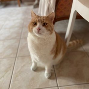 A big fluffy cat is looking at us with his round face and big cheeks