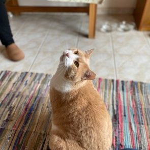 A big white and orange cat is looking up while standing on a colourful carpet