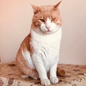 A big, round headed cat with white and ginger coat is looking straight into the camera with his dazzling amber eyes.