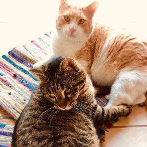 Two cats sitting next to each other chilling on a colourful mat.