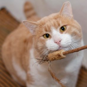 A big cat with huge round face is sniffing a matatabi stick