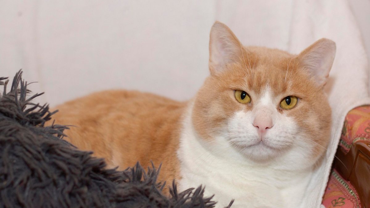 A gorgeous cat with a round face and huge cheeks is looking at us while sitting on a vintage chair comfortably.