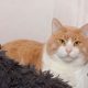 A gorgeous cat with a round face and huge cheeks is looking at us while sitting on a vintage chair comfortably.