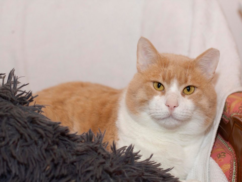 A gorgeous cat with a round face and huge cheeks is looking at us while sitting on a vintage chair comfortably.
