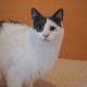 A fluffy grey-white cat with green eyes is sitting on a white knit blanket