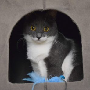 A pretty white -grey cat is posing from inside a cat house.