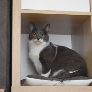 A grey-white cat with green eyes is sitting on a pillow inside a wooden furniture.