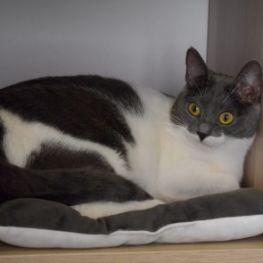 A chubby grey and white cat is sitting on a white and grey pillow!
