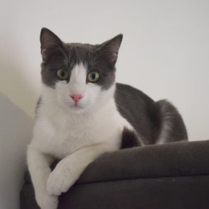 Tom, a grey/white cat is looking at us while sitting on a grey couch that matches his fur.