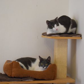 Two grey and white cats are sharing different levels of a cat tree. They look at different points each.