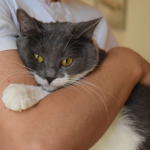 A chubby grey and white cat is resting on someone's arms.