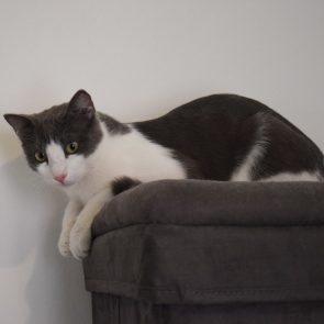 A grey-white cat is sitting on a matching piece of furniture.