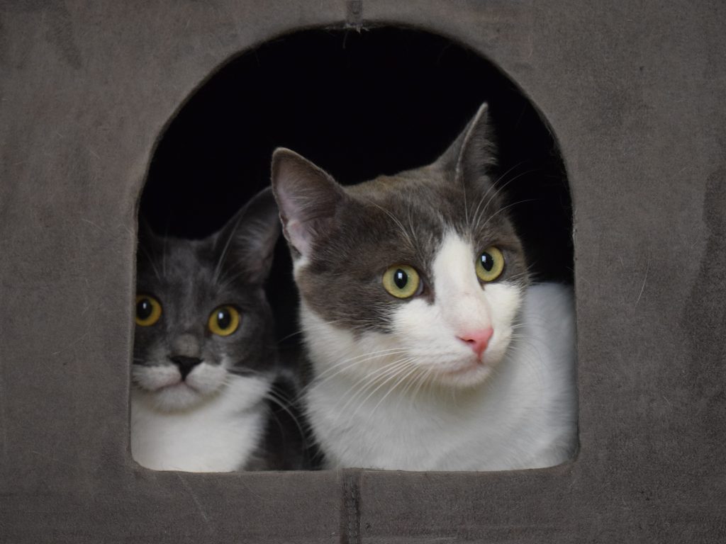 Δυο γατούλες με ίδια χρώματα μέσα σε μια γατοφωλιά.