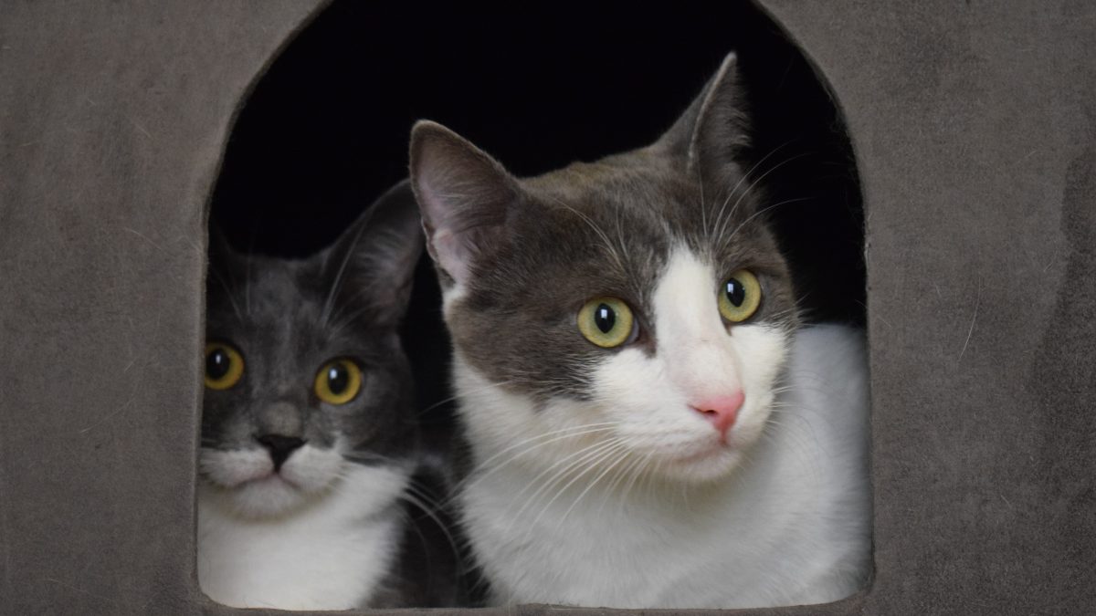 Two grey-white kitties looking out of a cat cave