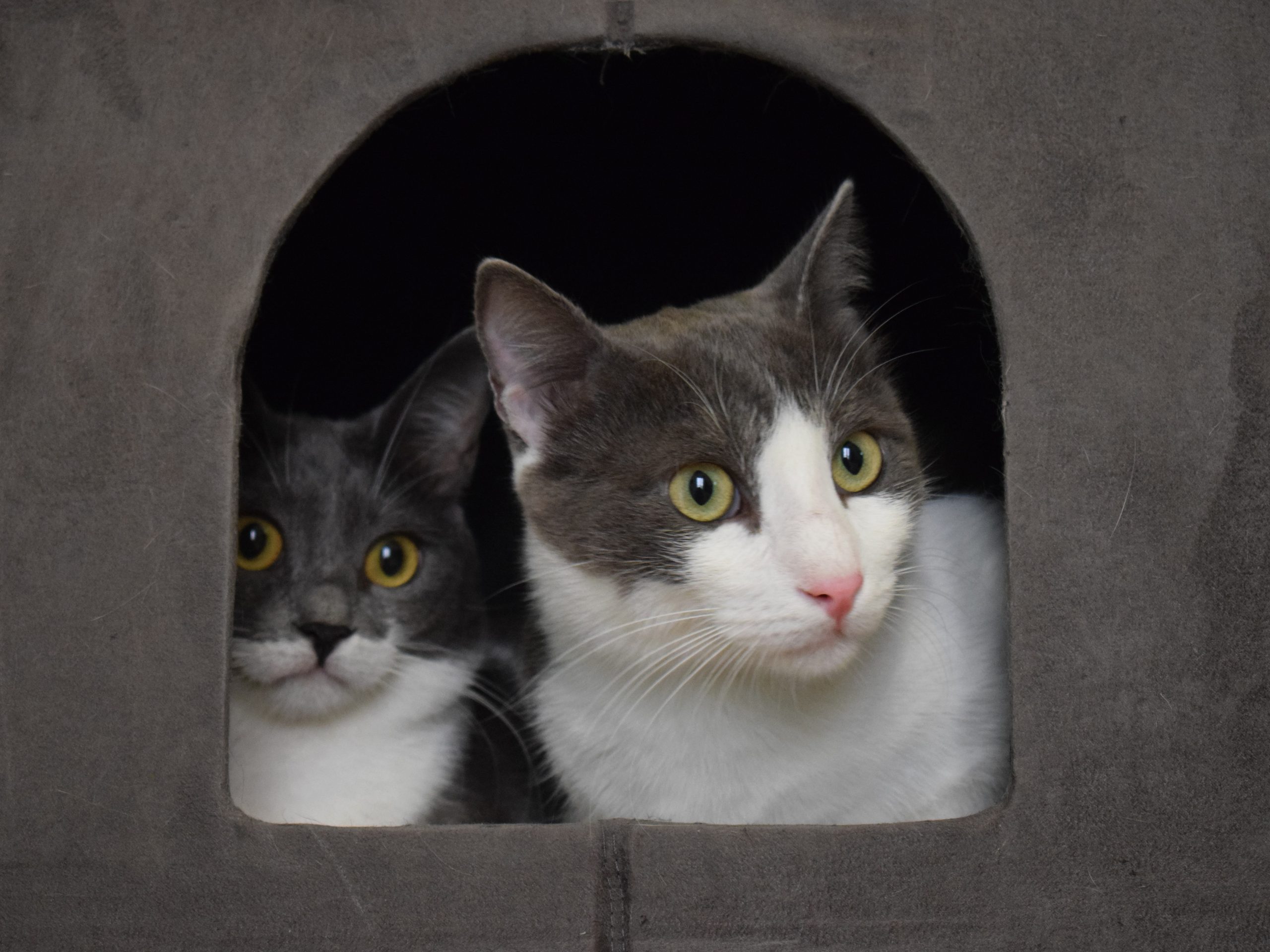 Two grey-white kitties looking out of a cat cave