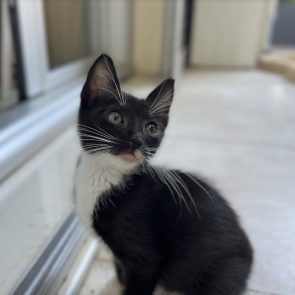 Tiny kitty sitting and facing away from camera