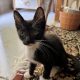 Tiny kitty sitting and looking at camera