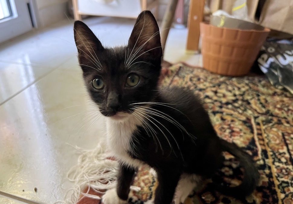 Tiny kitty sitting and looking at camera