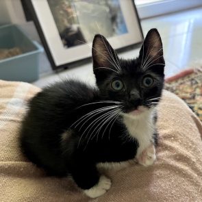 Tiny kitty facing camera