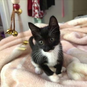 Tiny kitty playing with bells