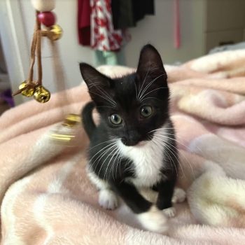 Tiny kitty playing with bells