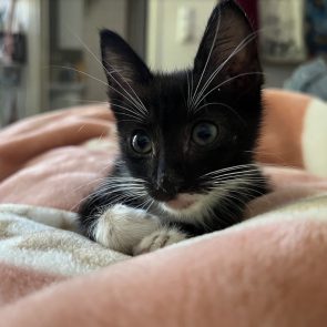 Tiny kitty curled up facing camera
